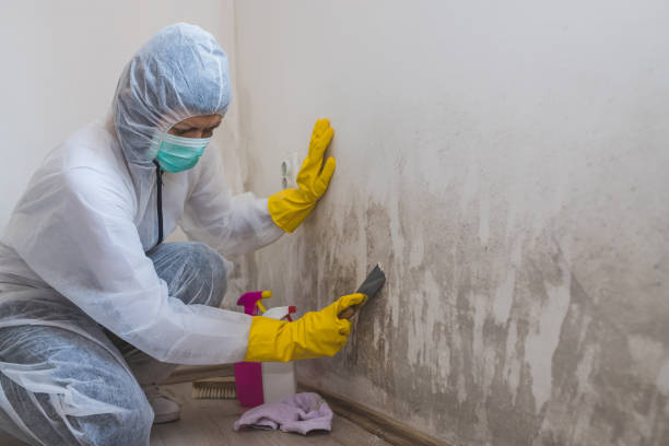 Best Affordable Mold Removal  in Belpre, OH