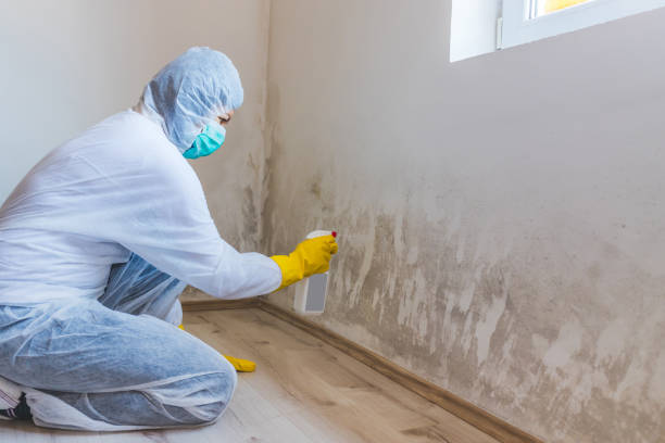 Best Crawl Space Mold Removal  in Belpre, OH