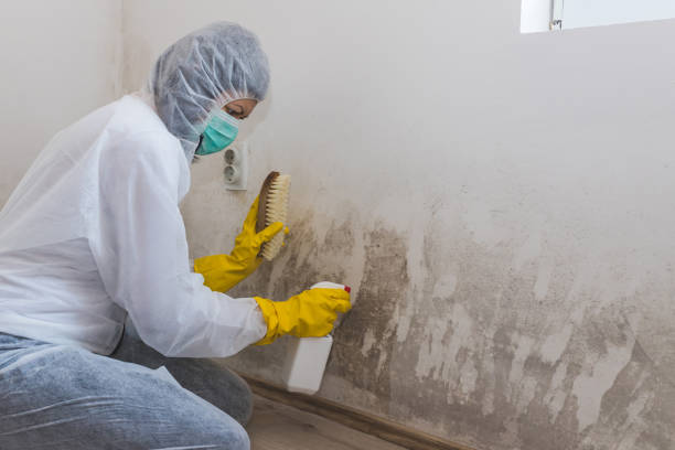 Best Professional Mold Removal  in Belpre, OH