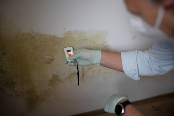 Best Mold Damage Repair  in Belpre, OH