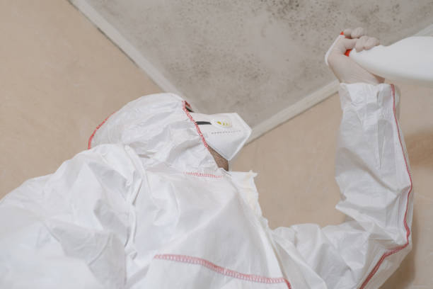 Best Emergency Mold Removal  in Belpre, OH