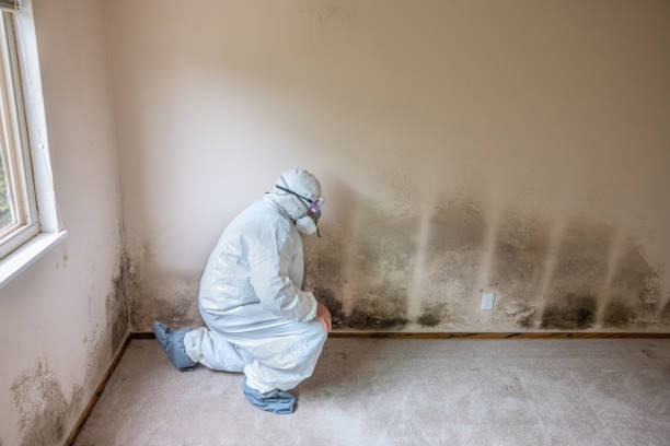 Best Fast Mold Removal  in Belpre, OH